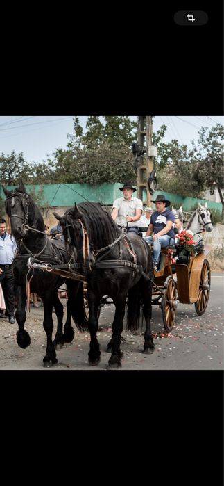 Armasar Percheron Franta , pentru monta