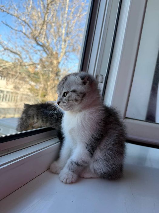 Котенок Фолд  девочка 2месячный скидка будет