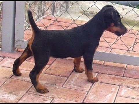 Продам щенка немецкого ягдтерьера