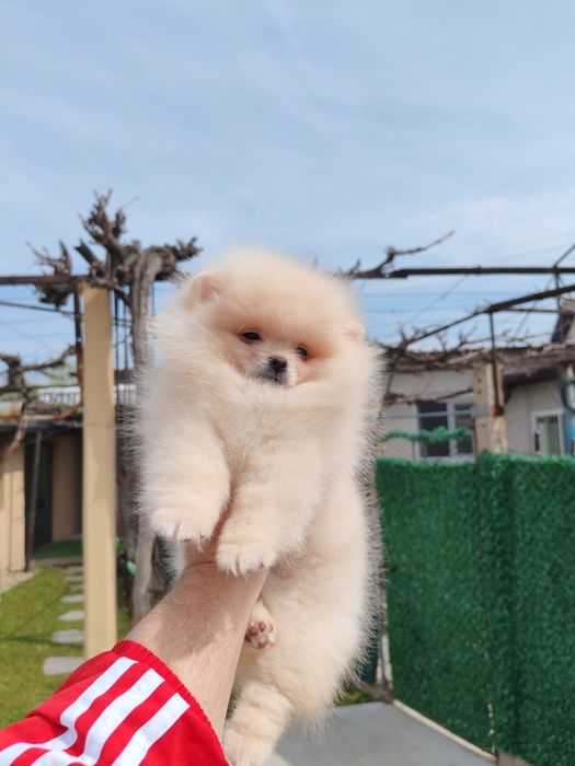 Померан мъжко на три месеца