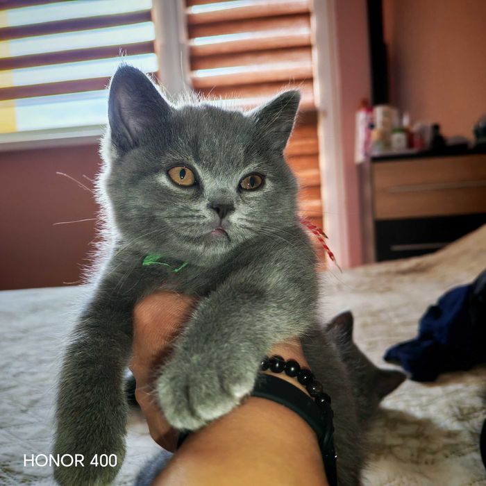 Британско късокосместо коте