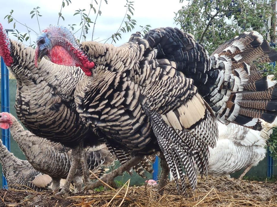 Curcani Narragansett