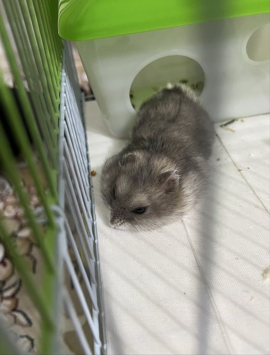 Хомяки джунгарские