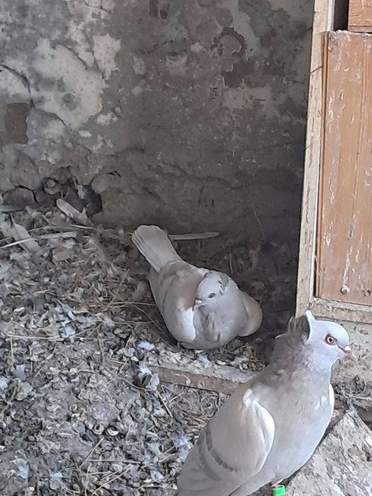 Продам молодеж двухчубых голубей