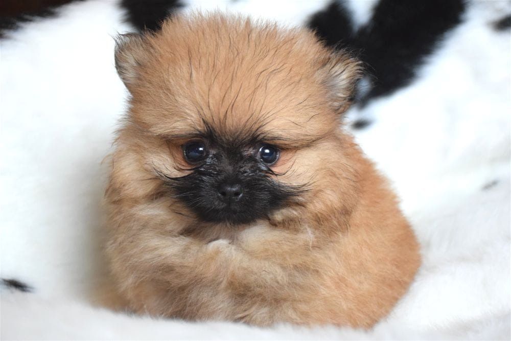 Щенки померанского шпица