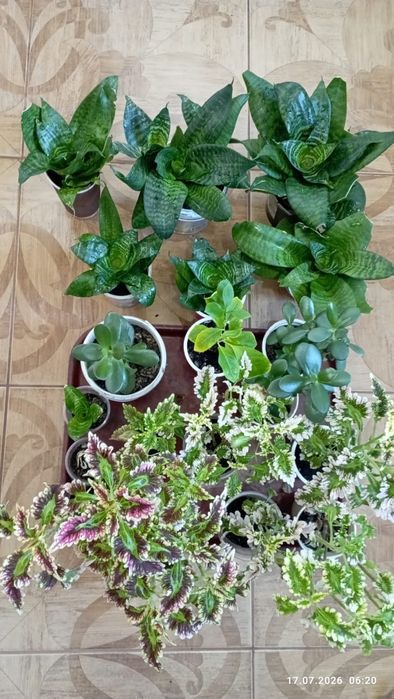 Продам цветы,кабачки. г.Астана