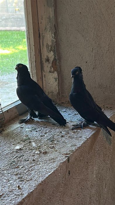 Жук пара голуби кептер голуб 15.000