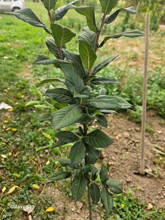 Plantare Livrare RO Nuci Chandler Prun Paulownia Meri Peri Ciresi ...