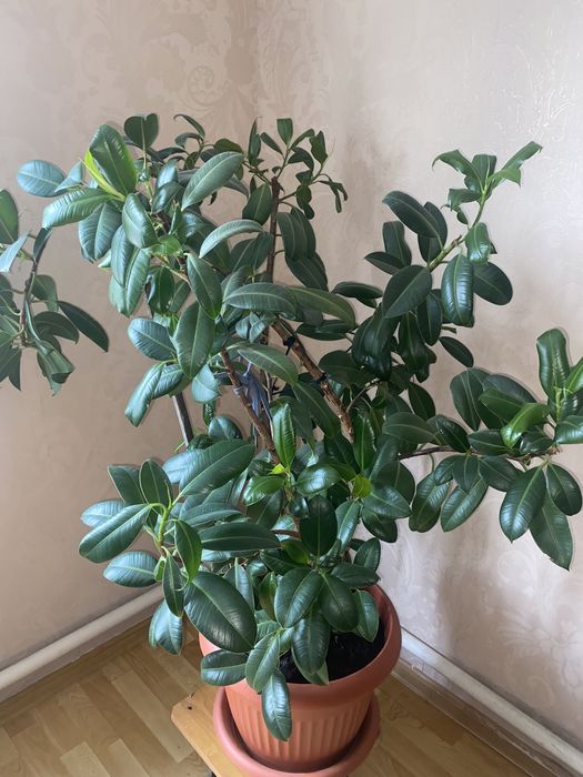 фикус хорошый