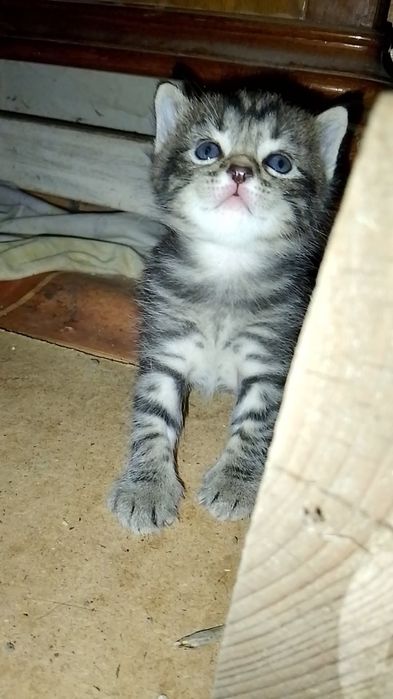 Отдам котенка в хорошие руки