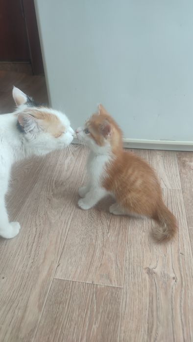 Отдам котят в добрые руки