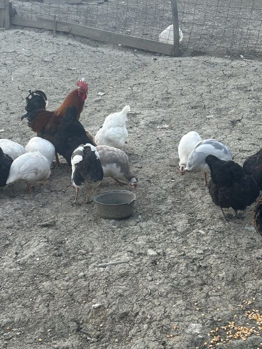 Oua de bibilica 5 lei bucata