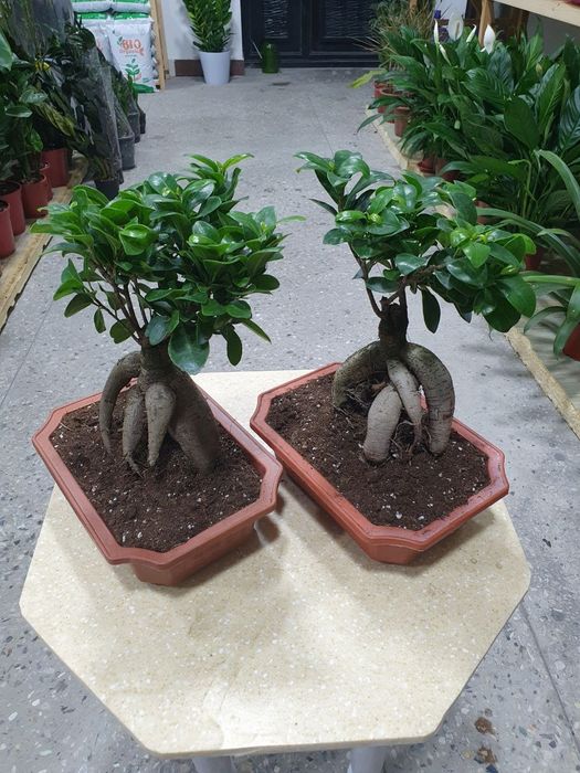 Bonsay бонсай.  .