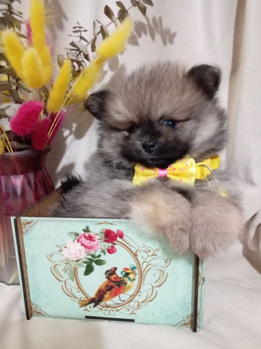 Продажа щенят померанского шпица миники. Родились 11 ноября. Доставка