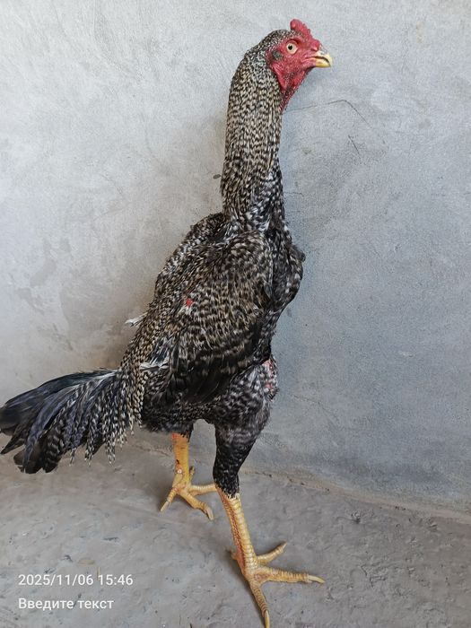 Busty qizlar bilan guruh porno tomosha