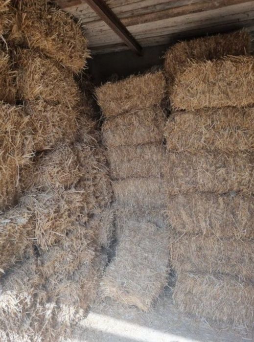 Somon-Press,Toza somon