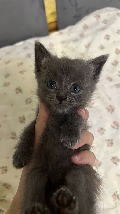 Котенок продается