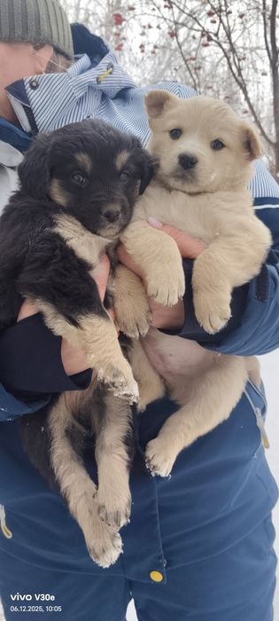 Пристраиваются щенки в добрые руки!