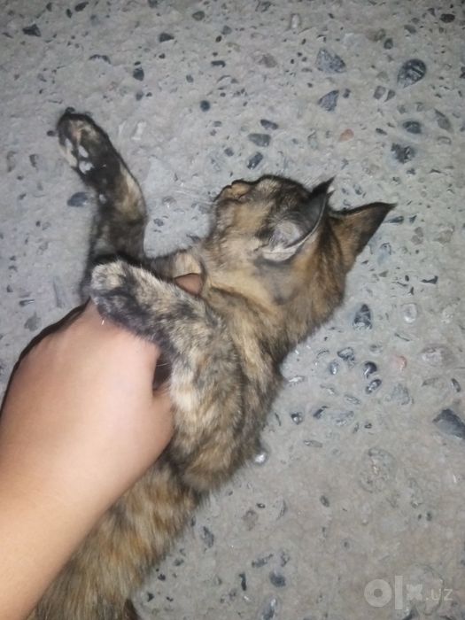 Mushugimni mehrli qo'llarga beraman