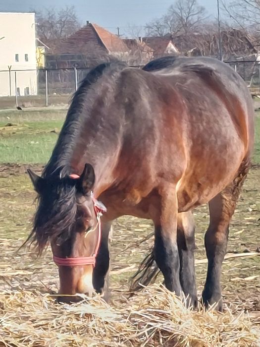Vand iapa murga de 4 ani