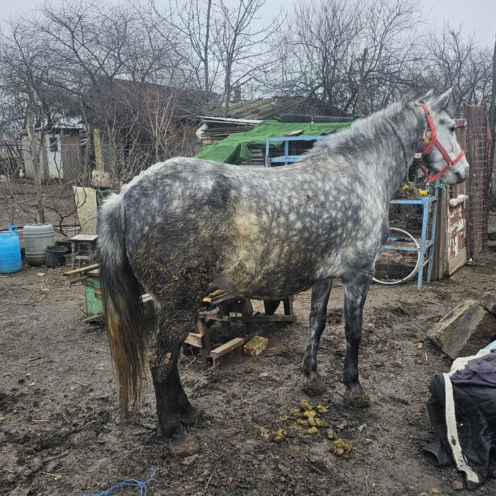 Iapa de vânzare 5 ani