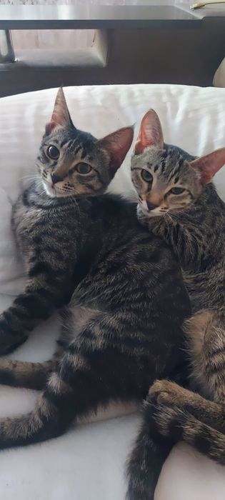 Котята домашние.