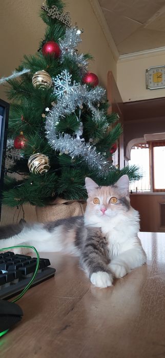 Отдаю кошек в добрые руки