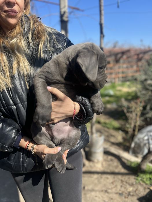 Продавам Кане Корсо на два месеца с ваксини и паспорти