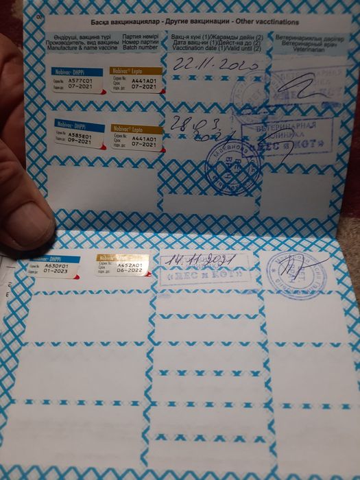 Продам  кобеля немецкой овчарки.