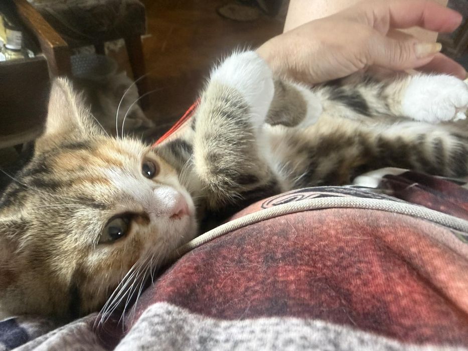 Породисти котета
