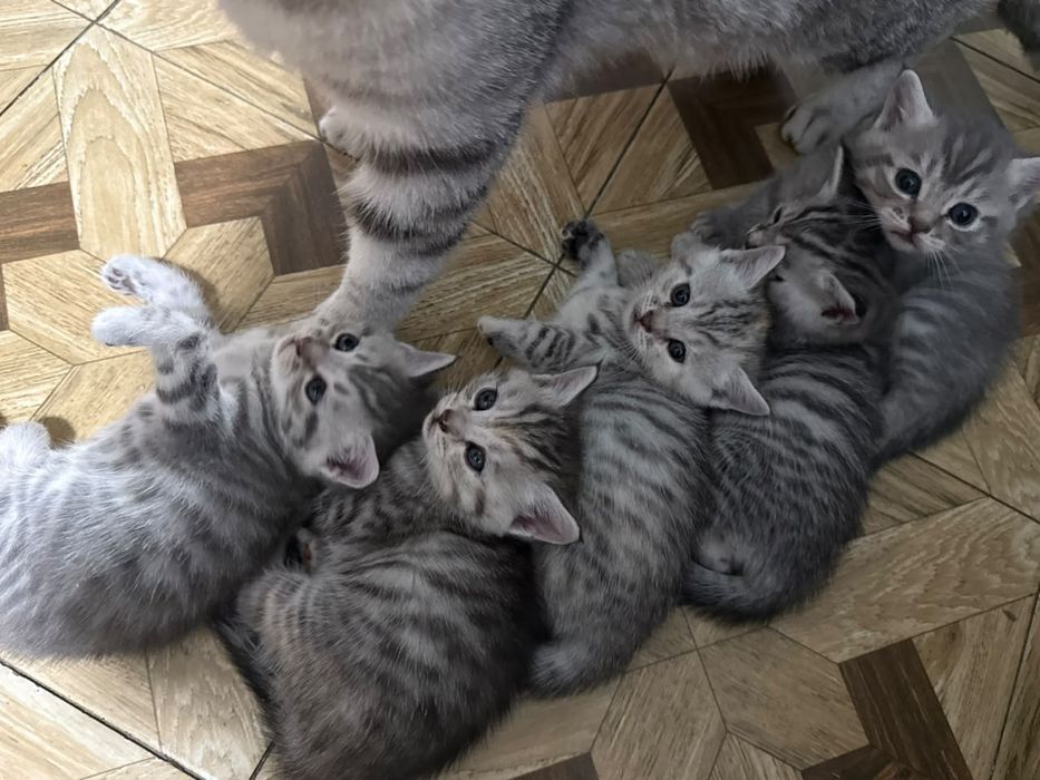 Котята шотланские