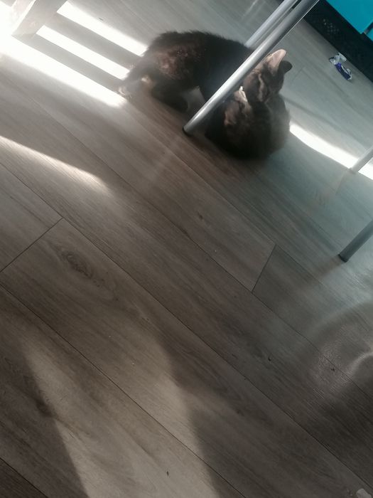 Срочно отдам в добрые руки.