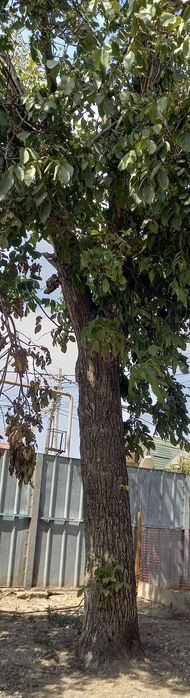 Ореховое дерево.