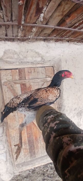 Дакан тауыықтар сатылады