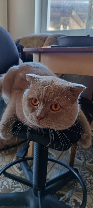 Отдам кота чистый британец