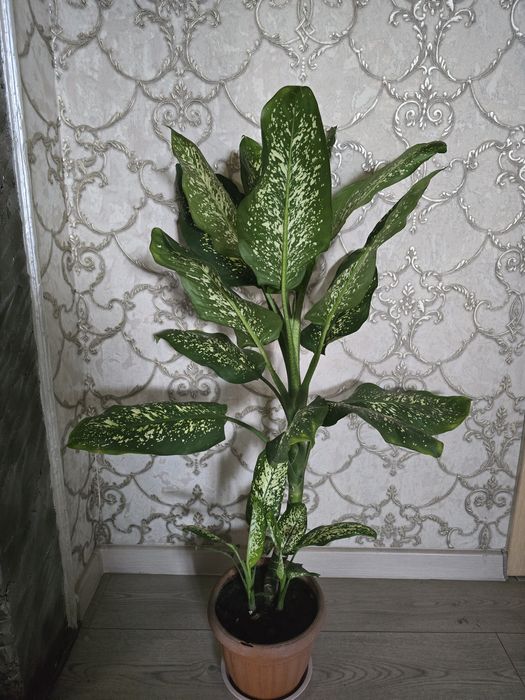 Цветы.  домашный