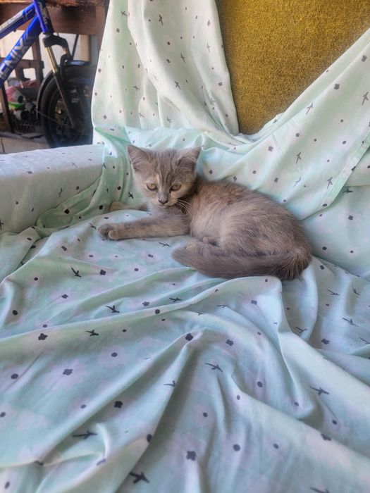 Отдаем котенка и кошку в хорошие руки