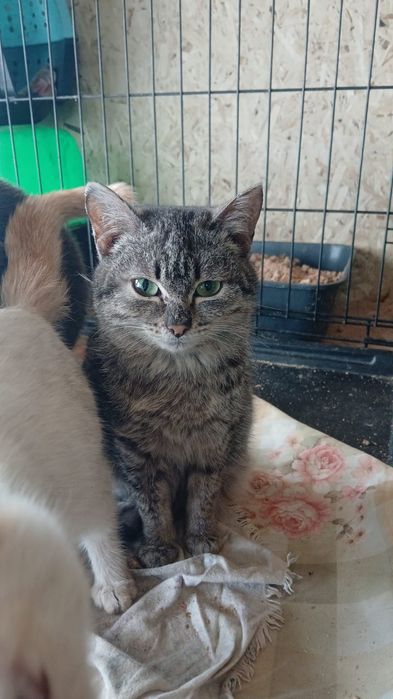 Котики и кошечки ищут дом