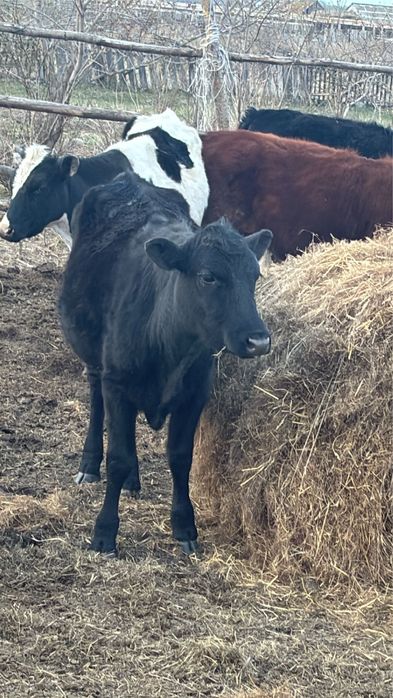 Продам молодяк !!