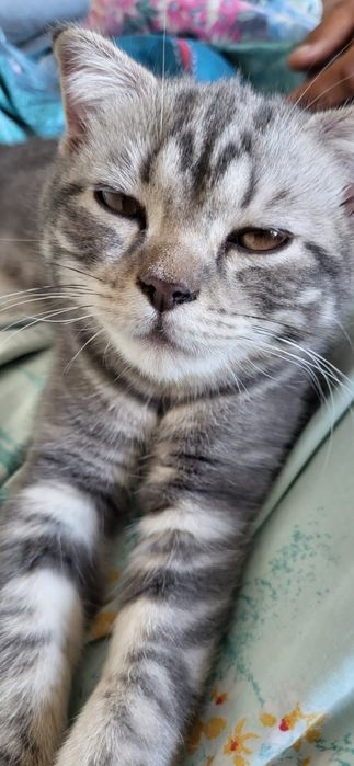 Вислоухие котята