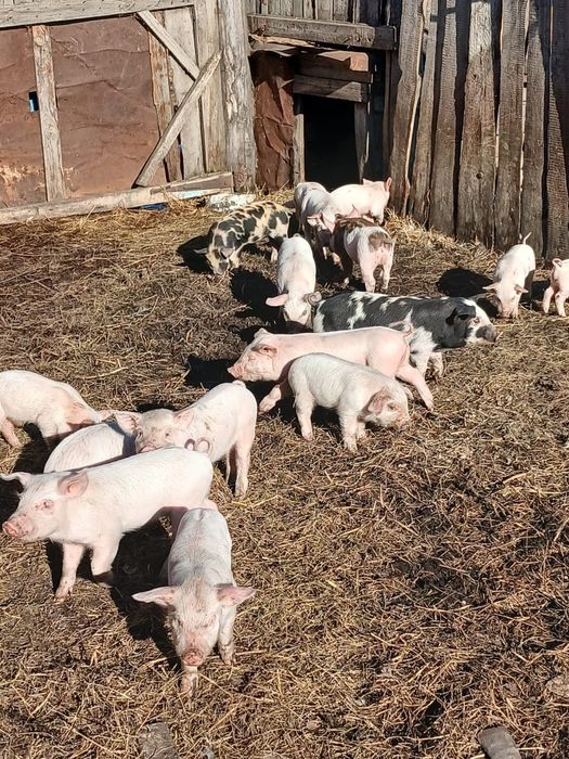 Набираю клиентов на поросят