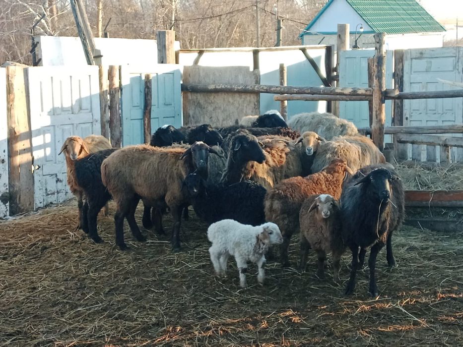 13овец + 6 ягнят доставка
