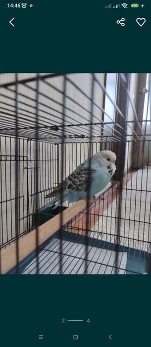 Попугай Андука самец с клеткой новой