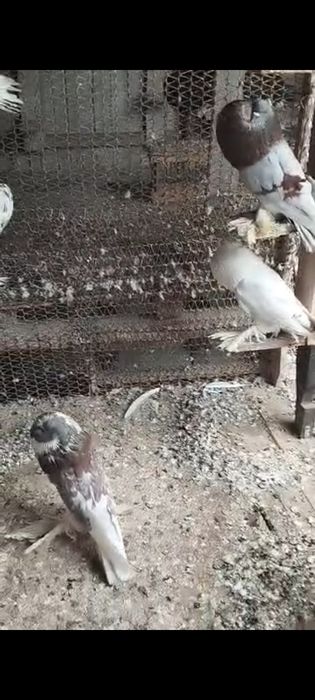 Porumbei gusati de pomerania