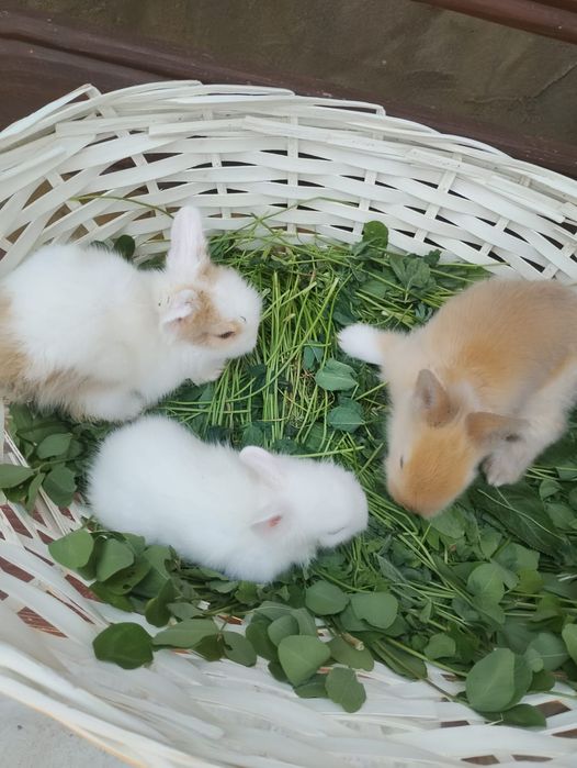 Pui iepurasi rasa pitica nu cresc ,urechiuse mici!