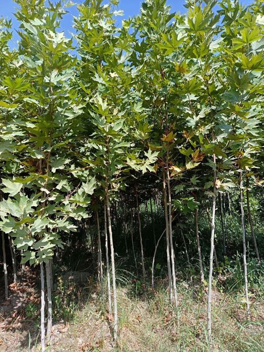 Тутовник чинар платан