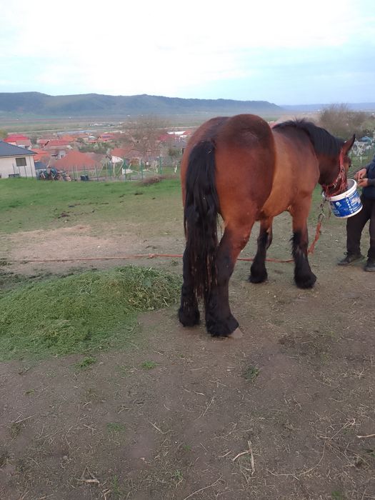 Vând sau schimb 2 mânji