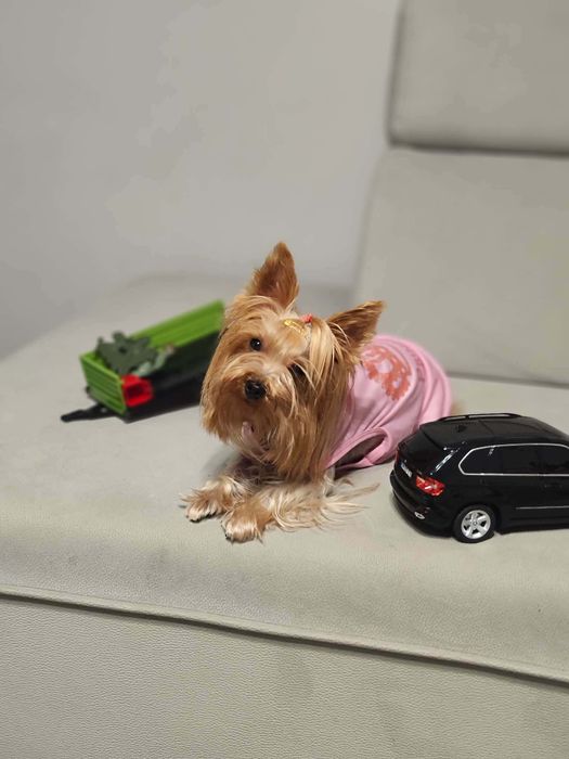 Йоркширски териер