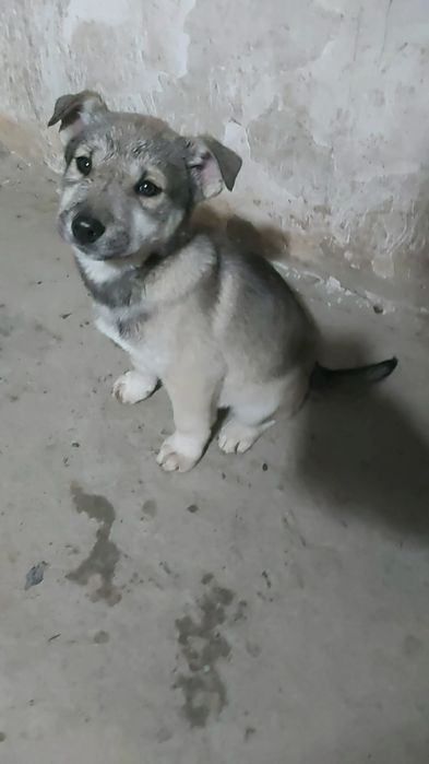 Щенки, помесь хаски