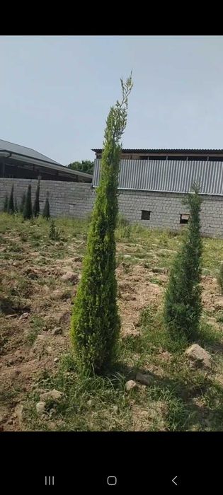 Можжевельник стрижка килинган кучатлари сотилади